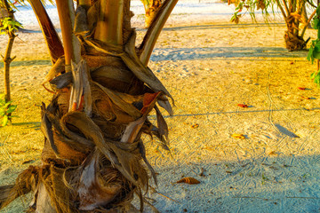Closeup tree bark for designer background.