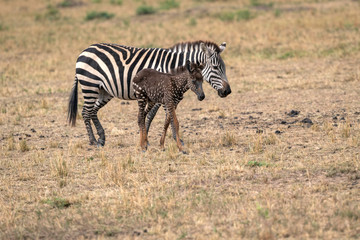 Fototapeta na wymiar Rare zebra foal with polka dots (spots) instead of stripes, named Tira after the guide who first saw her, with its mother. Image taken in the Masai Mara National Park in Kenya.
