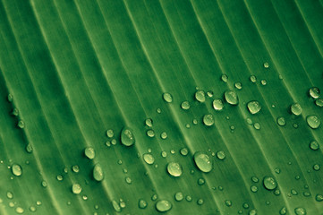 raindrops on a green leaf of a tropical palm tree, minimalism concept,copy space,close-up.