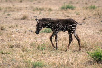 Rare zebra foal with polka dots (spots) instead of stripes, named Tira after the guide who first...