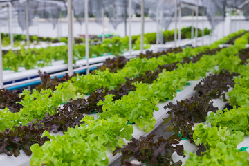 Organic hydroponic in greenhouse