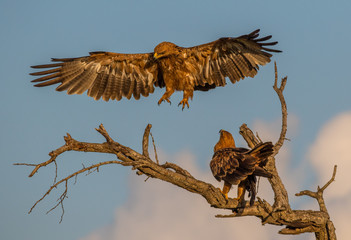 Tawney eagles at play in the Kruger National Park in South Africa image in horizontal format