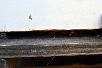 A look into a honey bee hive entrance