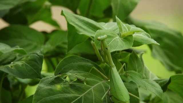 Pregnant female African green praying mantis among green leaves blowing gently in the wind, predator insect hunting. close up macro footage.