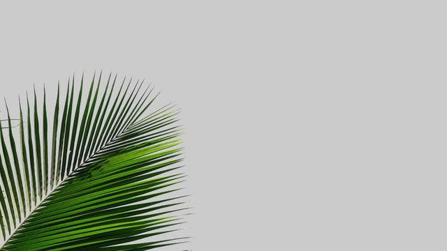leaf palm, green leaves coconut tree pattern isolated on white background