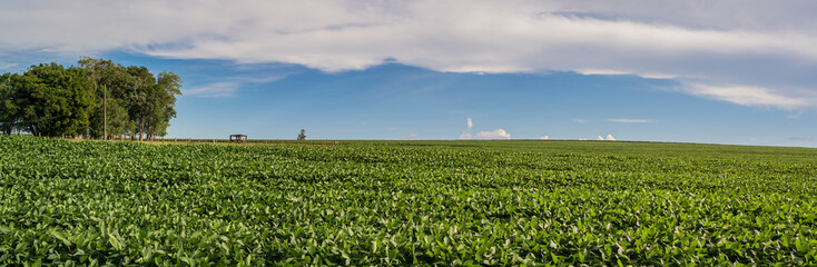 Panorâmica de um compo de Soja com céu azul