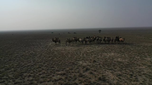 Сamels in nature in the steppes of Kazakhstan