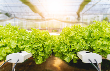 Hydroponics vegetables Green oak lettuce growing in plastic pipes at Smart farms with hydroponics systems are modern farming for healthy and quality in smart agricultural and smart farming concepts.