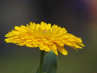 daisy gerbera blooming on nature