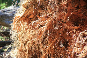 地上に露出した、木のひげ根
