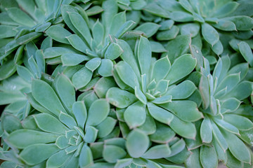 Obraz premium Succulents are beautiful flower-like garden plants.