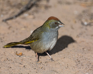Green Towhee at Bosque Del Apache National Wildlife Refuge