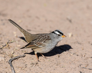 White-crowned Sparrow