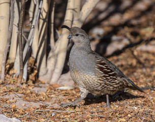 Female Gambel's Quail at Bosque Del Apache National Wildlife Refuge