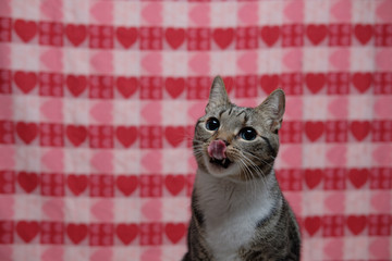 Cute grey tabby cat sitting in front of a red pink and white heart pattern background