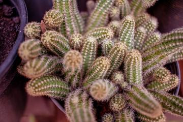 Cactus with its spines, are very resistant and easy to care for.