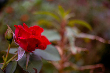 A red rose with a lone bud in the middle of the garden.