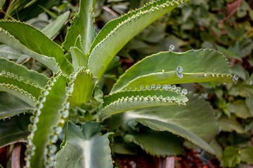 Medicinal plant known as Aranto Chileno, in Brazil