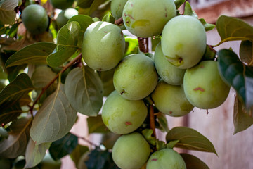 Several persimmons still green on the foot.