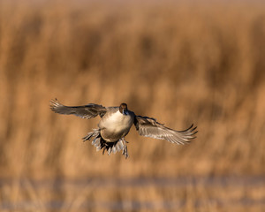 Northern Pintail Drake in flight at Bosque Del Apache National WIldlife Refuge