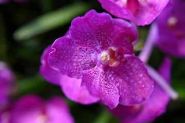 Colorful and Beautiful flower or Orchid