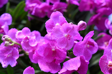 Colorful and Beautiful flower or Orchid