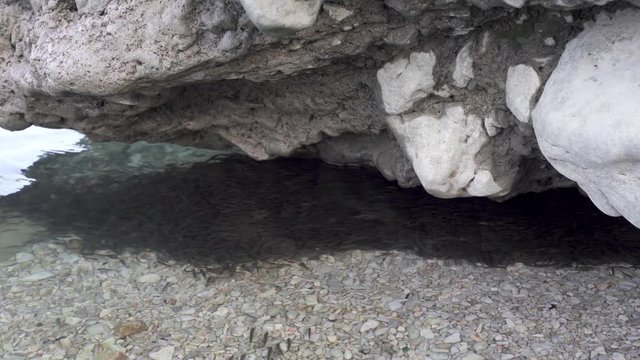 Herd of small fish hiding under big cliff in calm clear water of lake with pebbles on bottom, fauna in the coastal waters
