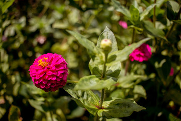 The ornamental plant Zínnia is known in Brazil as Flor de Jacó.