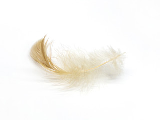 Isolated bird feather is white with a brown tint. Fluff of birds on a white background.