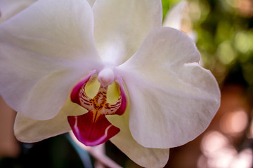 Fototapeta na wymiar Three white phalaenopsis orchids in the garden.