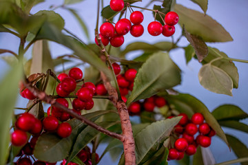Mini-tree with red berries, for garden. Ornamental only.