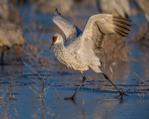 Sandhill Crane with outstretched wings