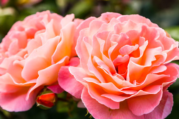 Hybrid tea roses in a garden