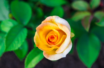 Roses in a garden