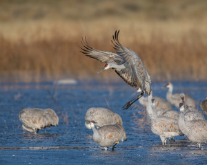 Sandhill Crane in flight