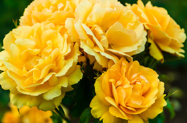 Yellow roses in a garden