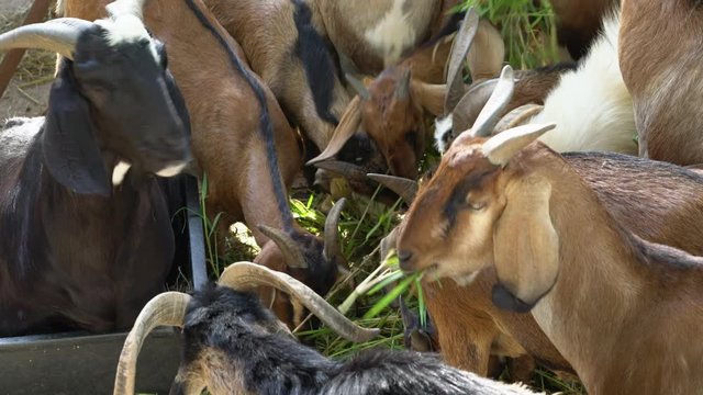 Goat herd eating grass in the farm