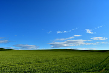 美瑛,大地,北海道,日本,