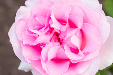 Close up of a beautiful pink rose