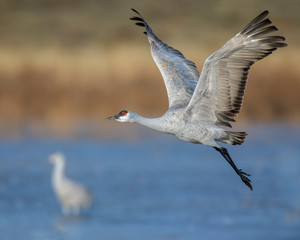 Sandhill Crane in flight