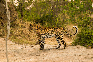 Leopardo nella savana © Mik76