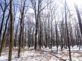 bare trees in the forest in winter