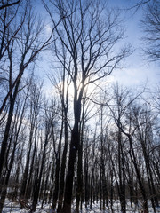 bare trees in the forest in winter