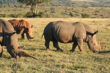 rhinos grazing