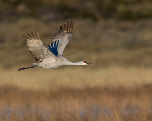 Sandhill Crane in flight