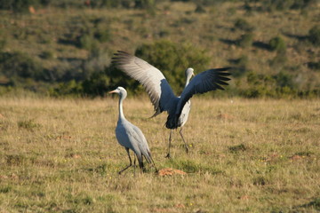 Obraz premium birds dancing