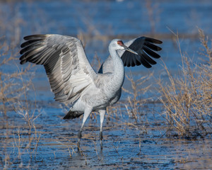 Sandhill Crane with outstretched wings
