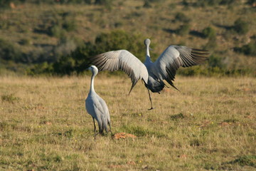 birds dancing