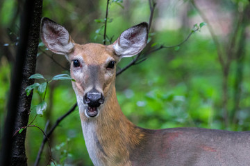 Deer making goofy face