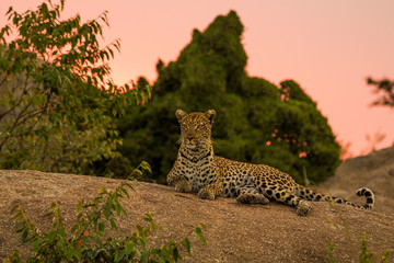 Leopardo nella savana © Mik76